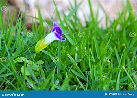 Garden With Green Leafy Plants Stock Photo Image Of Garth Nature