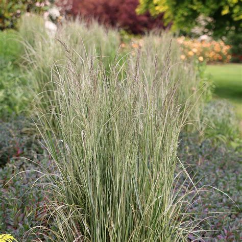 Buy Feather Reed Grass Calamagrostis × Acutiflora Overdam Delivery