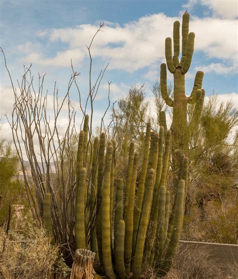 Organ Pipe Cactus National Monument Ajo Arizona Traveling With Tom