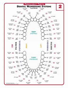 Mint Kids Dentistry How To Use The Dental Chart For Your Kids 