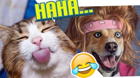 Cute Dog And Cat Funny Vines Try Not To Laugh Cute Dog Videos