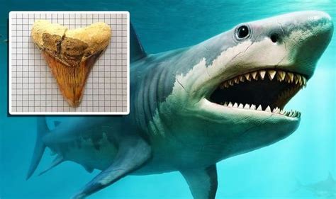 Megalodon Discovery Giant Shark Tooth Found In The Phillipines