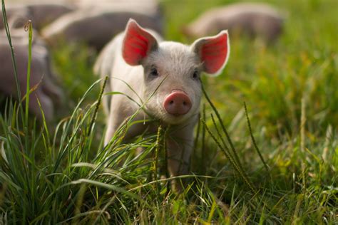 Baby Pigs Wallpapers Wallpaper Cave