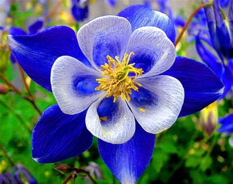 Most Beautiful Blue Flowers In The World