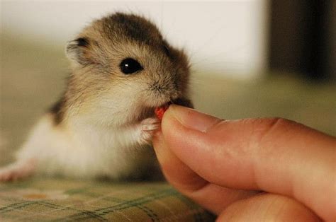Tiny Things Make Me Happy Cute Funny Animals Cute Hamsters Baby Hamster