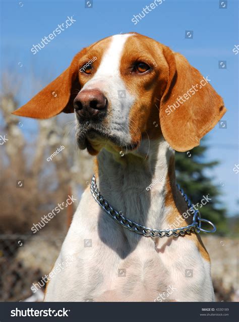 Hunting Brown And White Dog Cute Pet Stock Photo 4330189