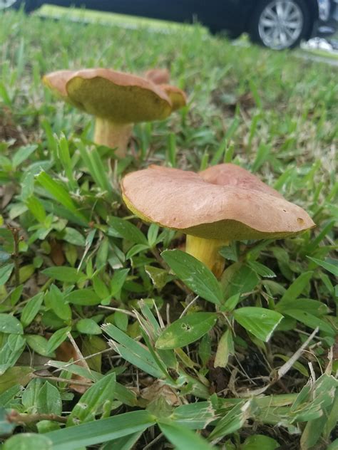Florida Mushrooms All Mushroom Info