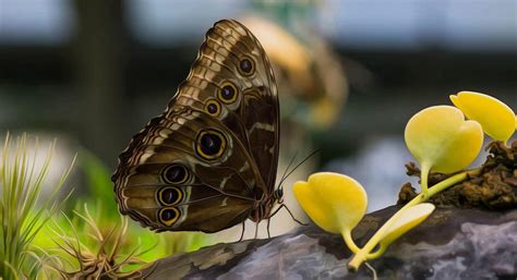 Life Of A Butterfly Photograph By Michael Moriarty Pixels