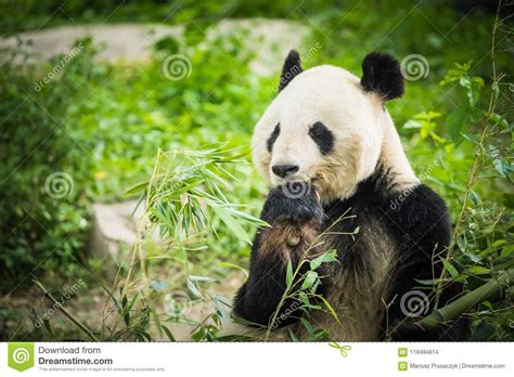 Panda Bear Eating Bamboo Shoot Stock Photo Image Of Mammals Cute