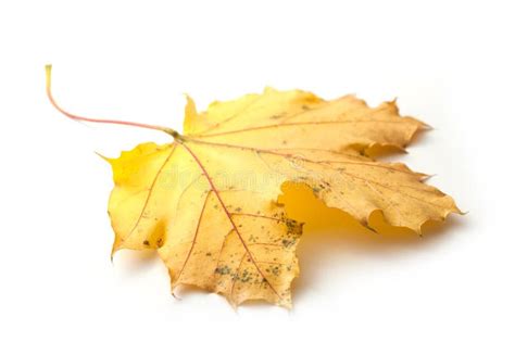 Autumnal Maple Leaf On White Background Stock Photo Image Of Leaves