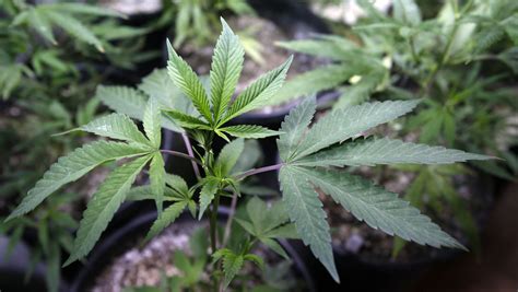 Cartels, illegal growers exploit medical marijuana program