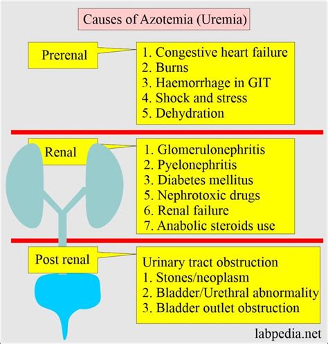 Blood Urea Nitrogencreatinine Ratio And Interpretations