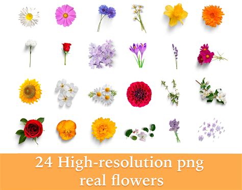 24 High Resolution Flowers Overlays Photoshop Overlay Photo Prop