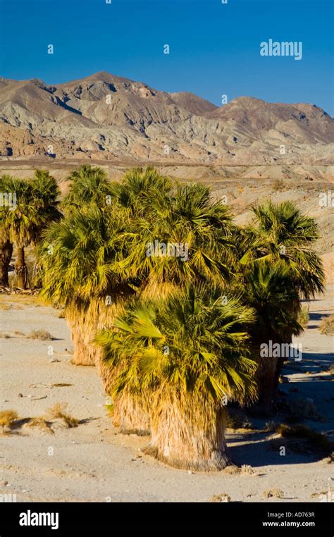 Desert Fan Palm Trees Washingtonia Filifera Below Mountains 17 Palms