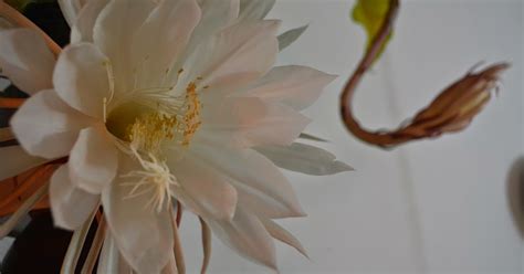 Epiphyllum Oxypetalum Flor De Una Noche Compleja Y Perfumada Epífita