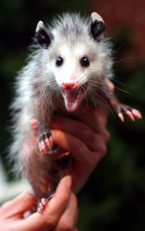 Why Opossums Eat Ticks The Infinite Spider