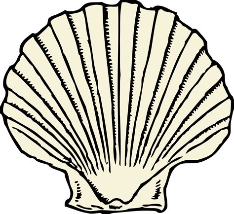 Scallop Shell Shell Drawing Seashell Drawing Graphic Design Art