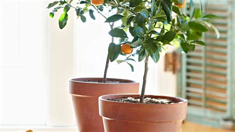 Growing Citrus Indoors Takes Patience Pays Off Handsomely