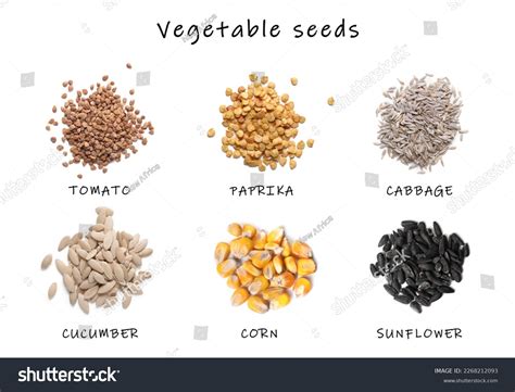 Set Vegetable Seeds Names On White Stock Photo 2268212093 Shutterstock