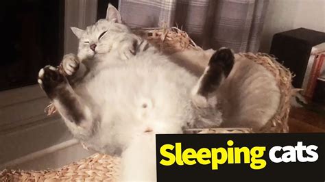 Sleeping Cats Compilation Adorable Cats Asleep Youtube