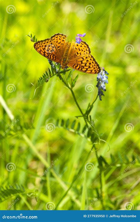 Great Spangled Fritillary Butterfly With Wing Damage In New Hampshire