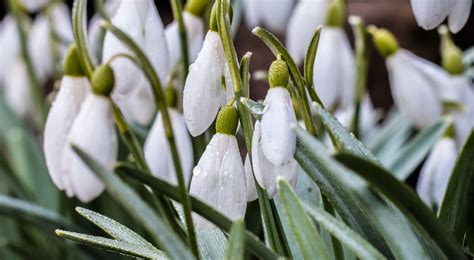 The snowdrop is a bulbous plant, which belongs to the snowdrops can be planted in large numbers, somewhat randomly in the lawn, providing beautiful flower spots in. Free photo: Snowdrop flower - Bakcground, Nature, Winter ...