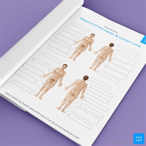 Learn The Regions Of The Body With Quizzes And Diagrams Kenhub