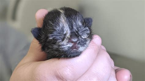 Neonatal Kitten Rescue Opens Ashevilles First Nursery For Orphaned