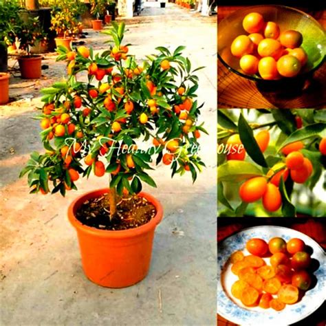 Buy 20pcs Fruit Beautiful Miniature Kumquat Fruit