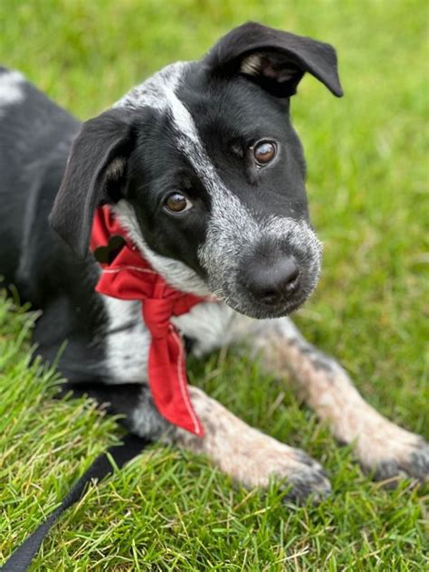 Adoptable Acds Pacific Northwest Cattle Dog Rescue