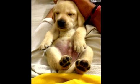 The first step is to do your research. This Yellow Labrador Puppy Is So Cute, That You Will Wish ...