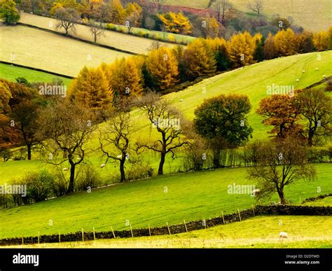 Autumn Landscape With Green Fields And Trees Near Hathersage In The