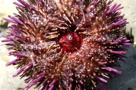 And you, yes, you can make a fantasy glass sea urchin in just three little steps. 12c. Urchin Mouth | The mouth of the sea urchin is in the ...