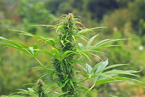 Einige anbauer setzen inzwischen auf beide anbaumethoden. Tutoriel culture extérieure : provoquer la floraison ...