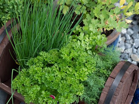 Companion Herbs - Learn About Companion Planting With Herbs