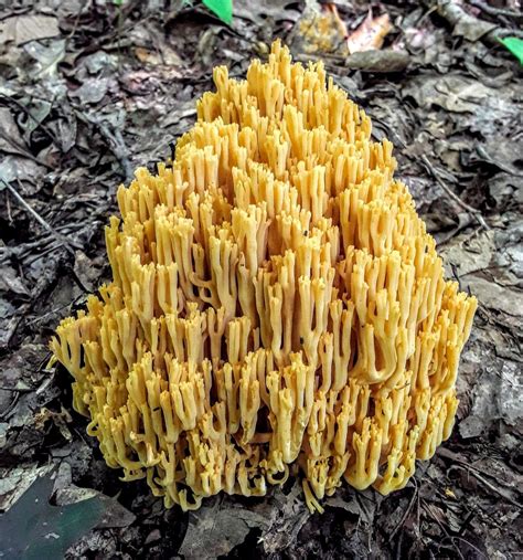 Coral Mushroom September 2019 Hongos