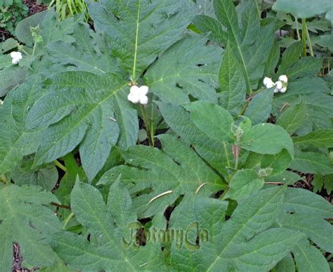 Triosteum Pinnatifidum Botanically Inclined Seed Adventures