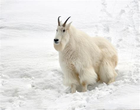 Mountain Goats Focusing On Wildlife