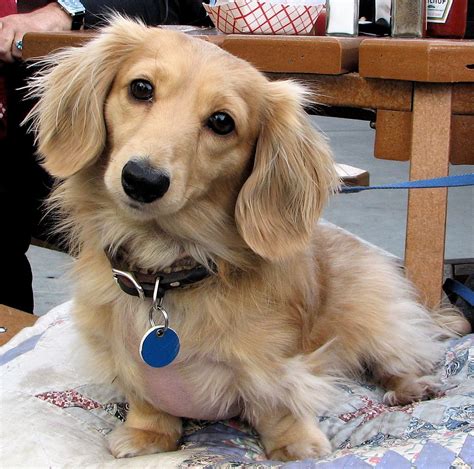 Long Haired Dachshund Blonde