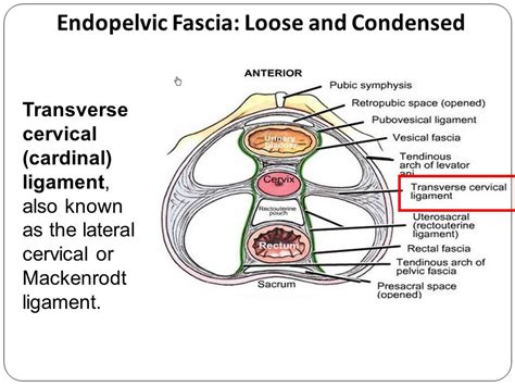 Clinical Anatomy Of Pelvic Peritoneum And Fascia Associate Professor Dr