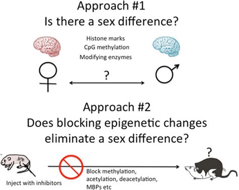 Two Approaches To Epigenetics Of Brain Sex Differences One Approach Is