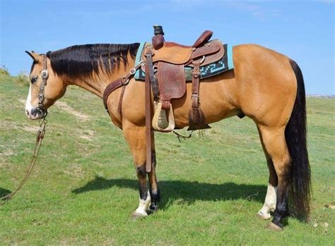Beautiful Buckskin Quarter Horse Horses Quarter Horse