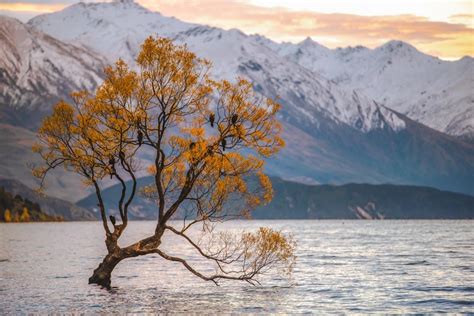 The Truth About The Wanaka Tree What You Need To Know Before Visiting
