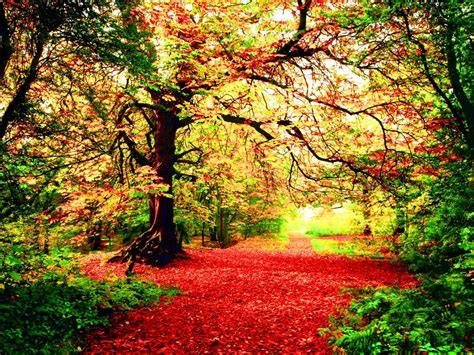 Autumn Fall Season Nature Landscape Leaf Leaves Color Seasons