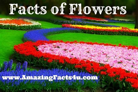 30 Amazing Facts About Flowers Amazing Facts 4u