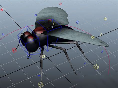 Fly Insect Rig 3d Model Maya Files Free Download Cadnav