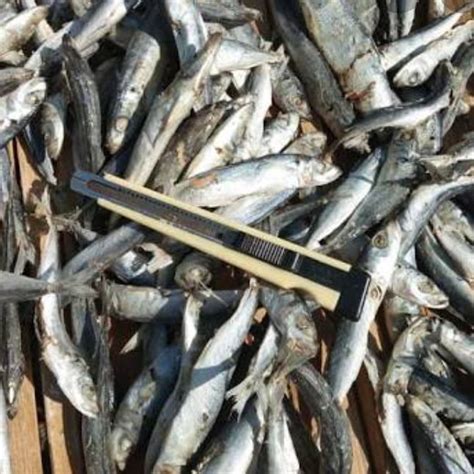 Ikan Asin Layang Rebus Gr Ikan Layang Ikan Cue Ikan Pindang Lazada Indonesia