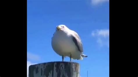 Screaming Seagull Bass Boosted And Echoing Youtube