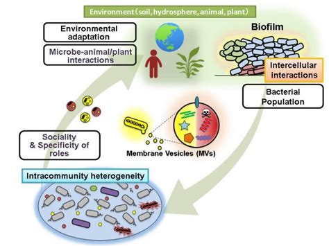 Microbial Interaction And Types Mutualism Syntropism Proto