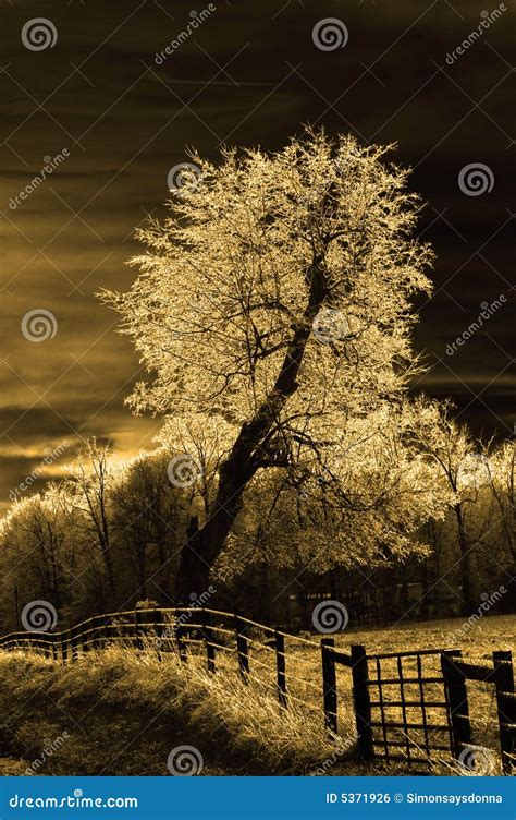Sepia Tree Stock Photo Image Of Meadows Alone Fields 5371926